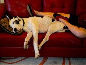 Great Dane knuffelt met baasje