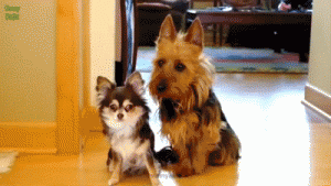 Dog with guilty look