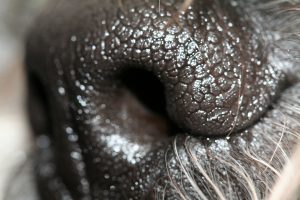 Close-up of dog nose