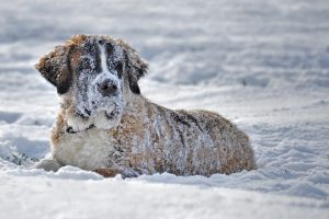 St. Bernard dog in the snow