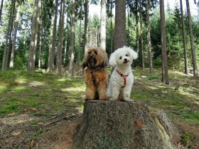 Twee honden die reageren op een sirene tijdens een wandeling