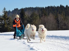 Samoyeed rennend in de sneeuw