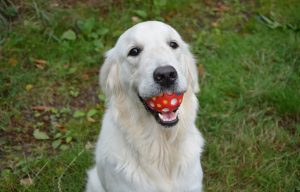 Golden Retriever met tennisballen in de bek