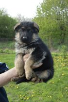 Duitse herder puppy met dwerggroei