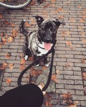 Dog walks relaxed outside with sitter after arrival