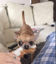 Dog chews relaxed bone at sitter's home