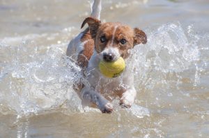 Jack Russell met tennisbal