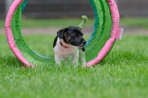 Jack Russell puppy tijdens training