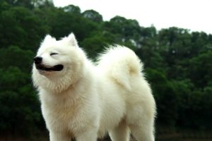 Vriendelijke Samoyeed met glimlach
