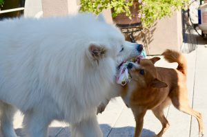 Samoyeed met andere hond