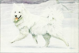 Oude foto van Samoyeed honden in Siberië