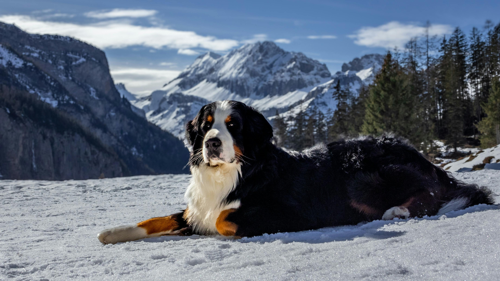 Berner Sennenhond in het park
