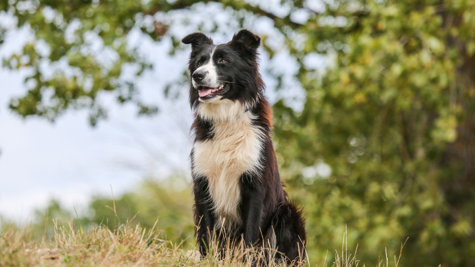 Border Collie klaar voor hondensport