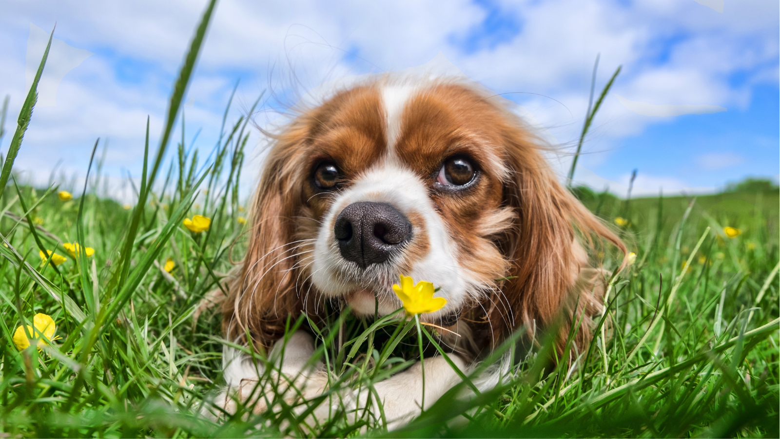 Cavalier King Charles Spaniel on the couch