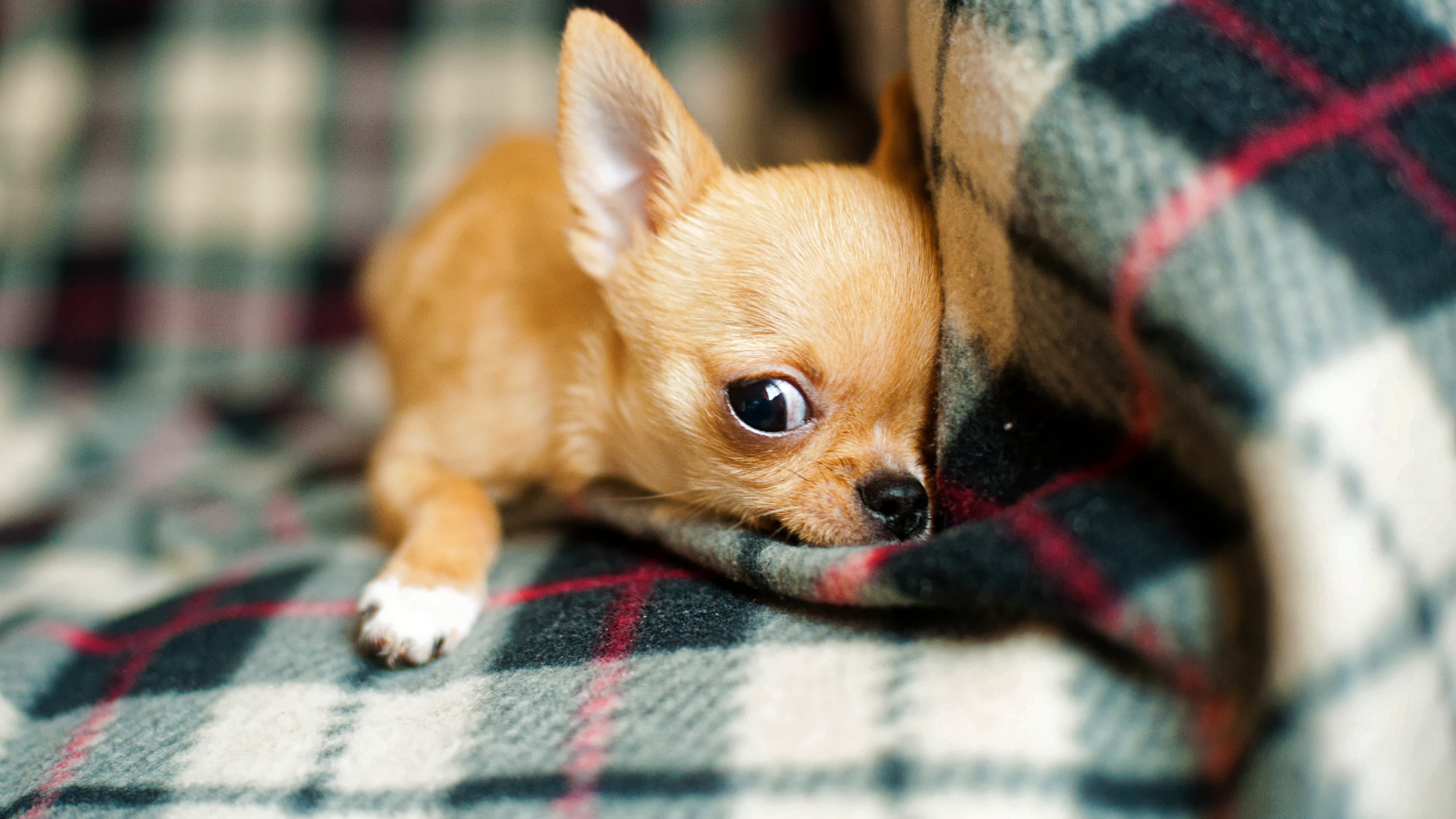 Chihuahua zit op bank