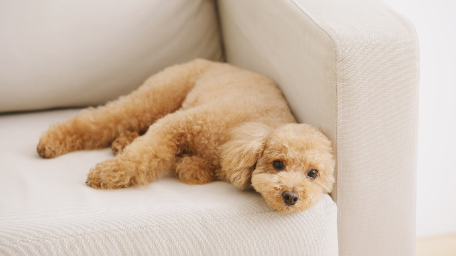 Miniature poodle with curly coat
