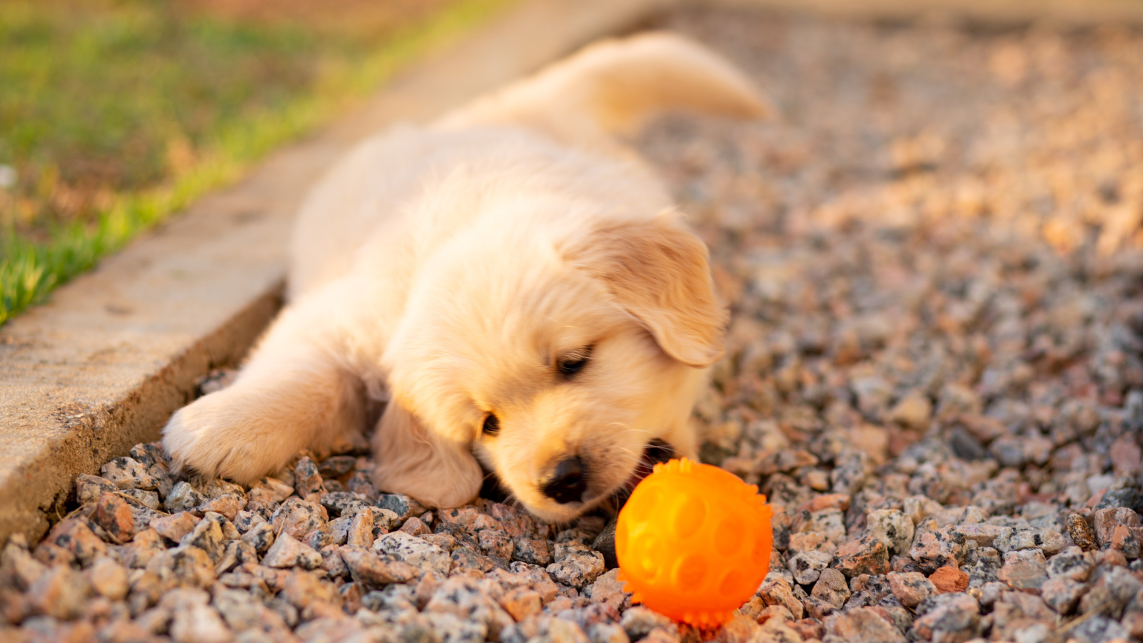 Golden Retriever with long coat