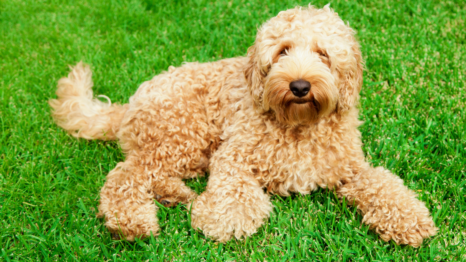 Labradoodle met krullende vacht