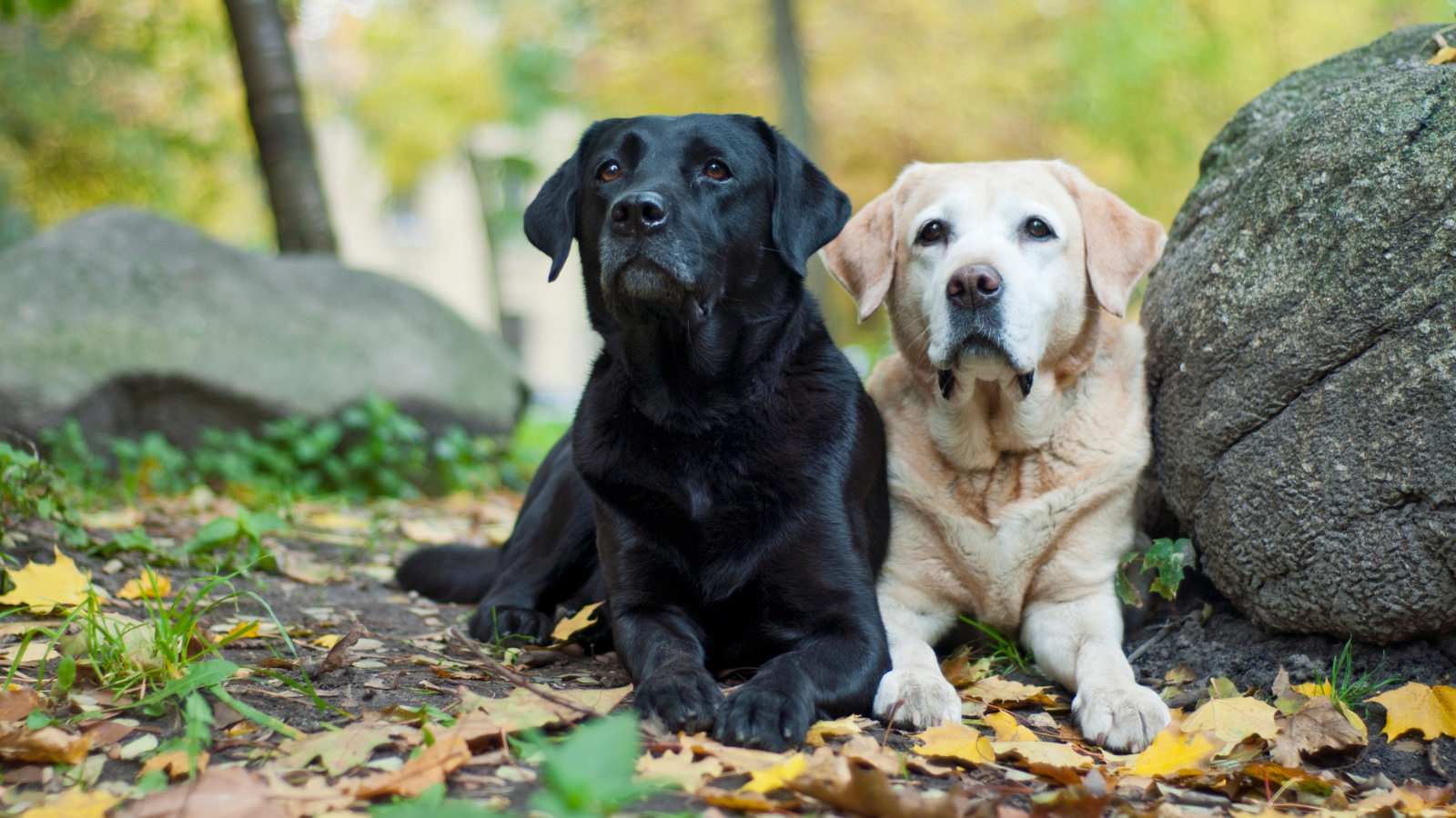 Labrador Retriever buiten aan het wandelen