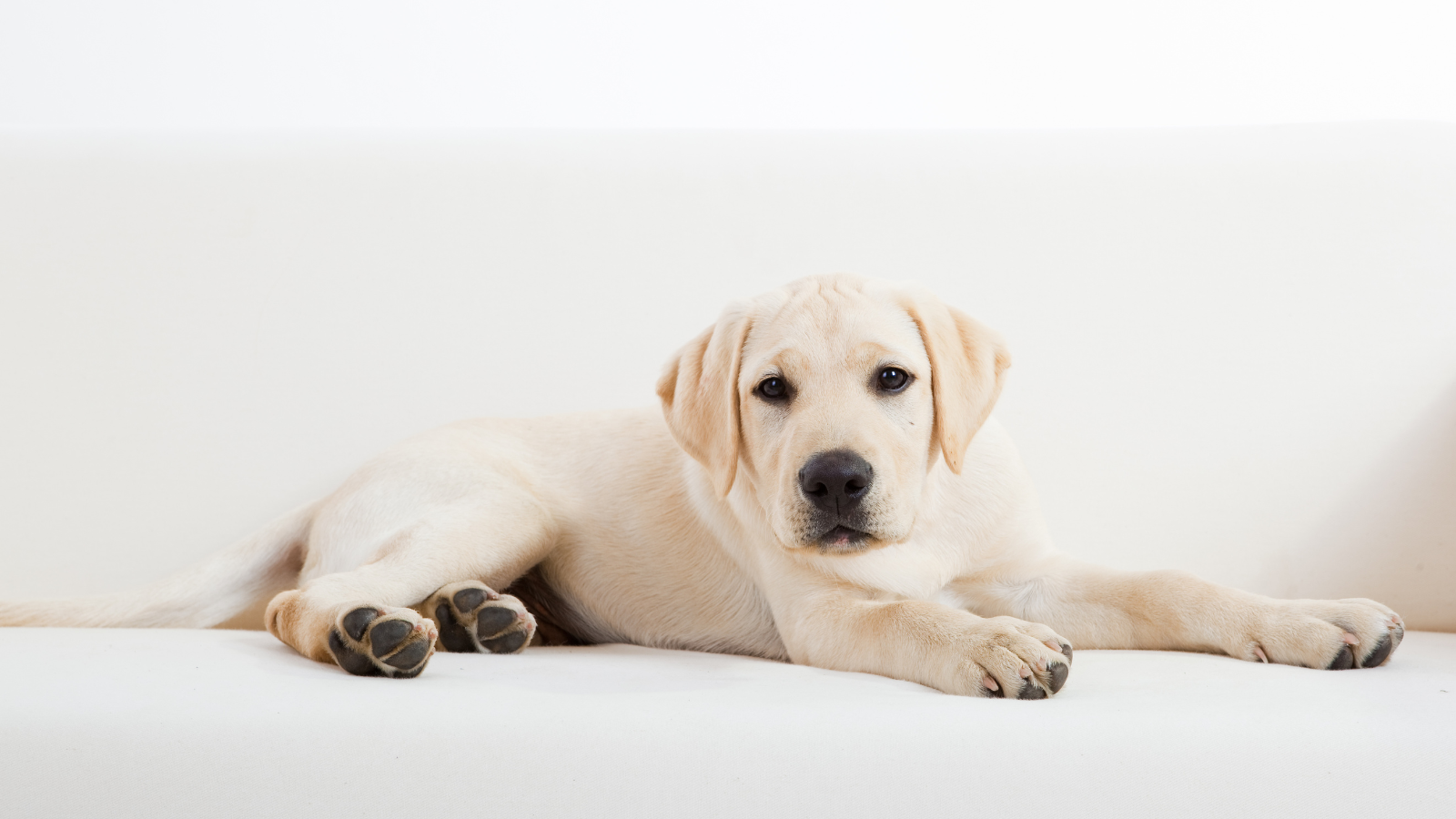 Labrador Retriever plays outside