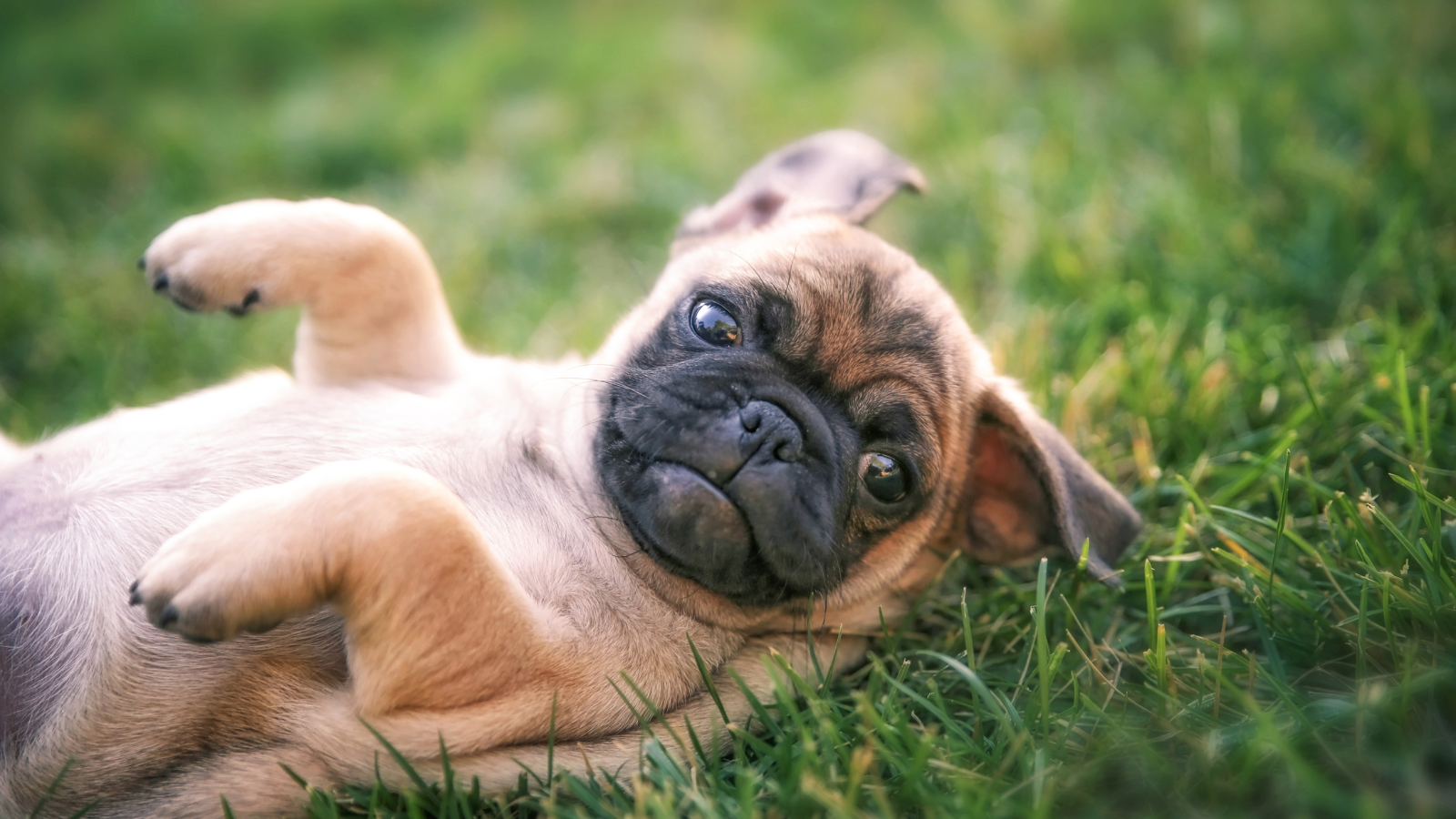 Pug with cute face