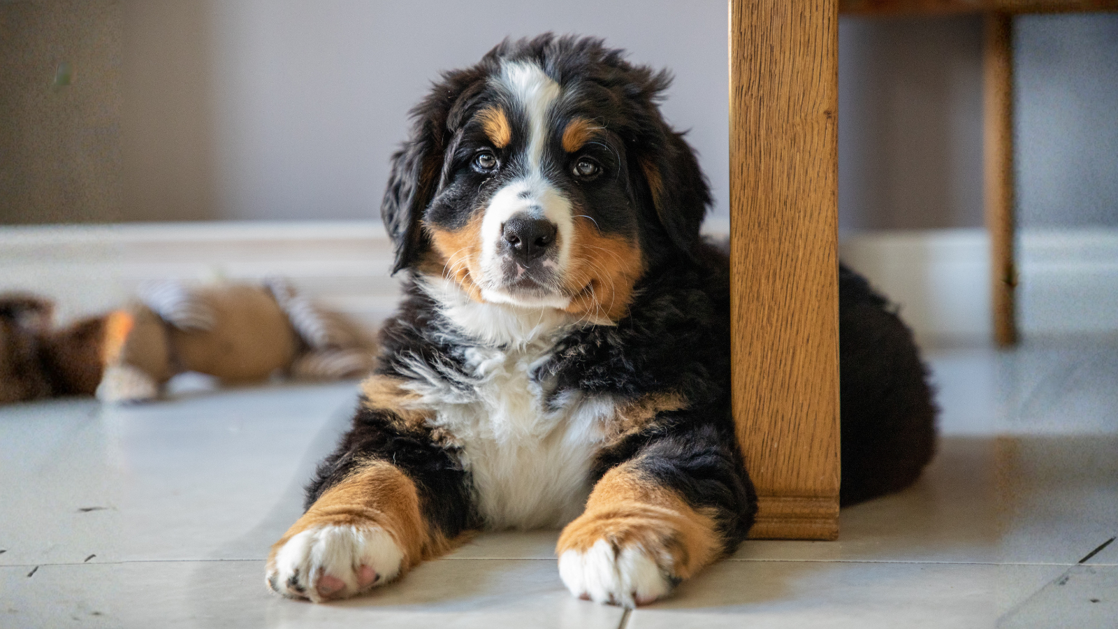 Berner Sennenhond grote gezinshond