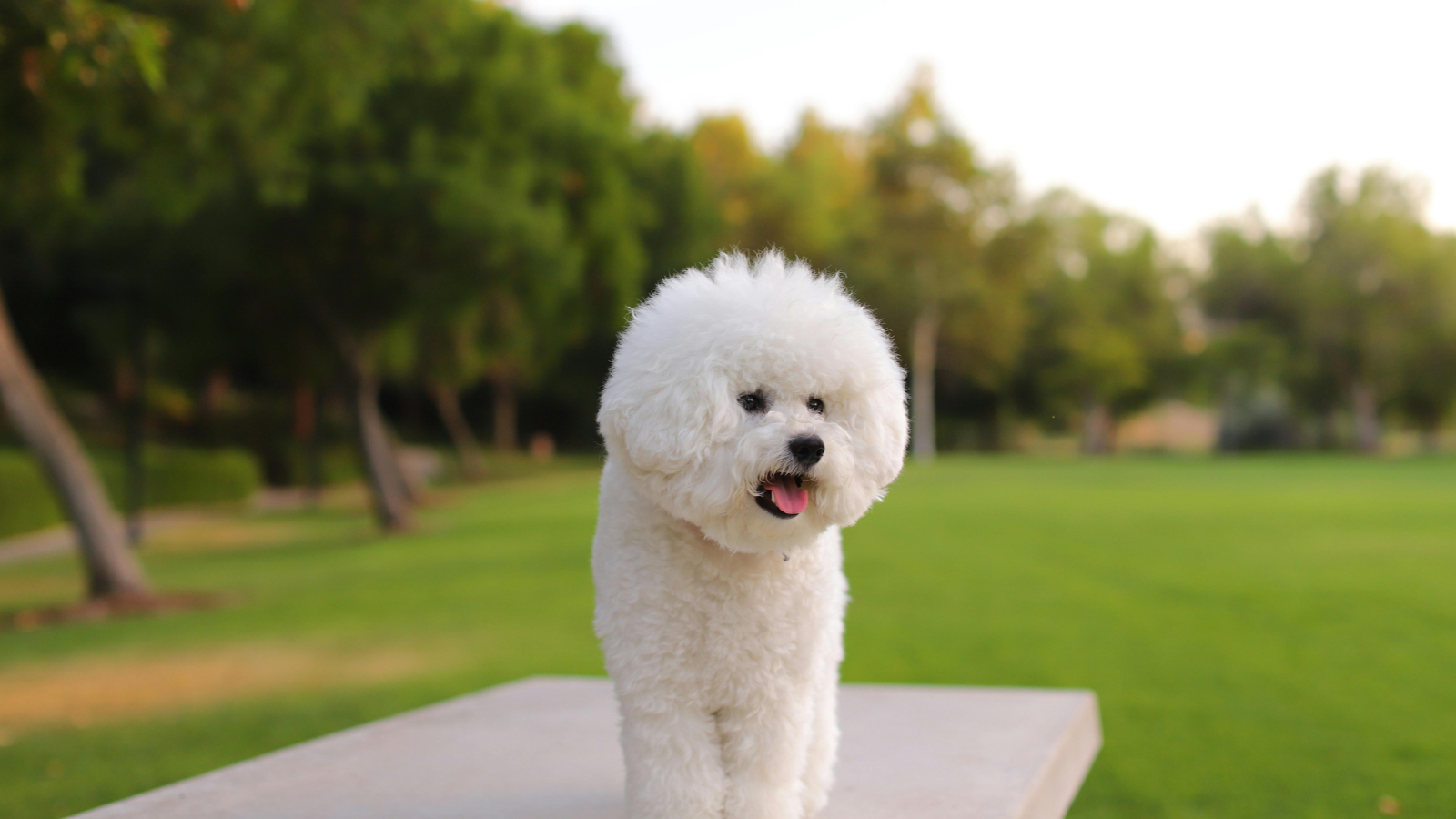 Bichon Frisé met zachte witte krullen buiten