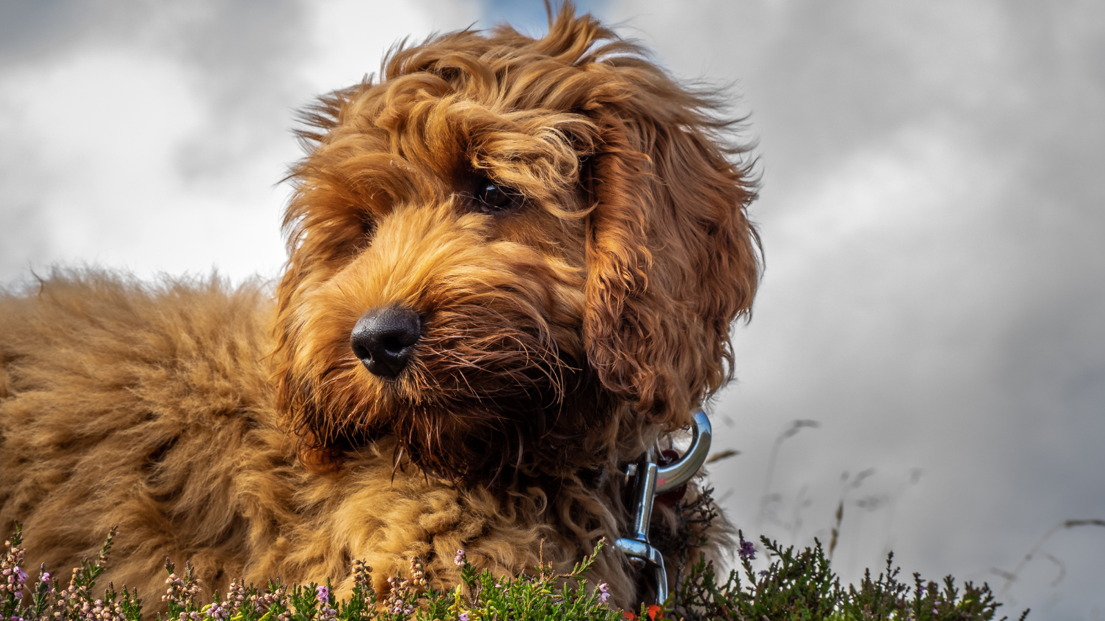 Cockapoo met krullen zittend op het gras