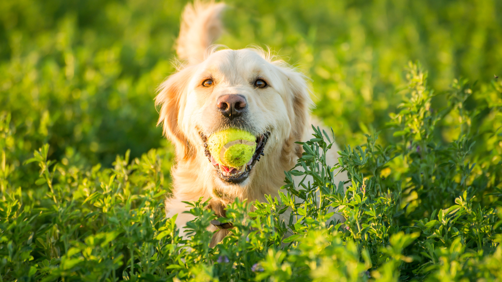 Golden Retriever met tennisbal in het gras