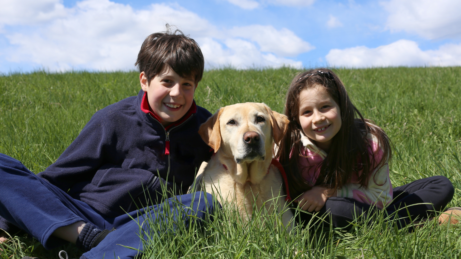 Labrador Retriever grote gezinshond buiten
