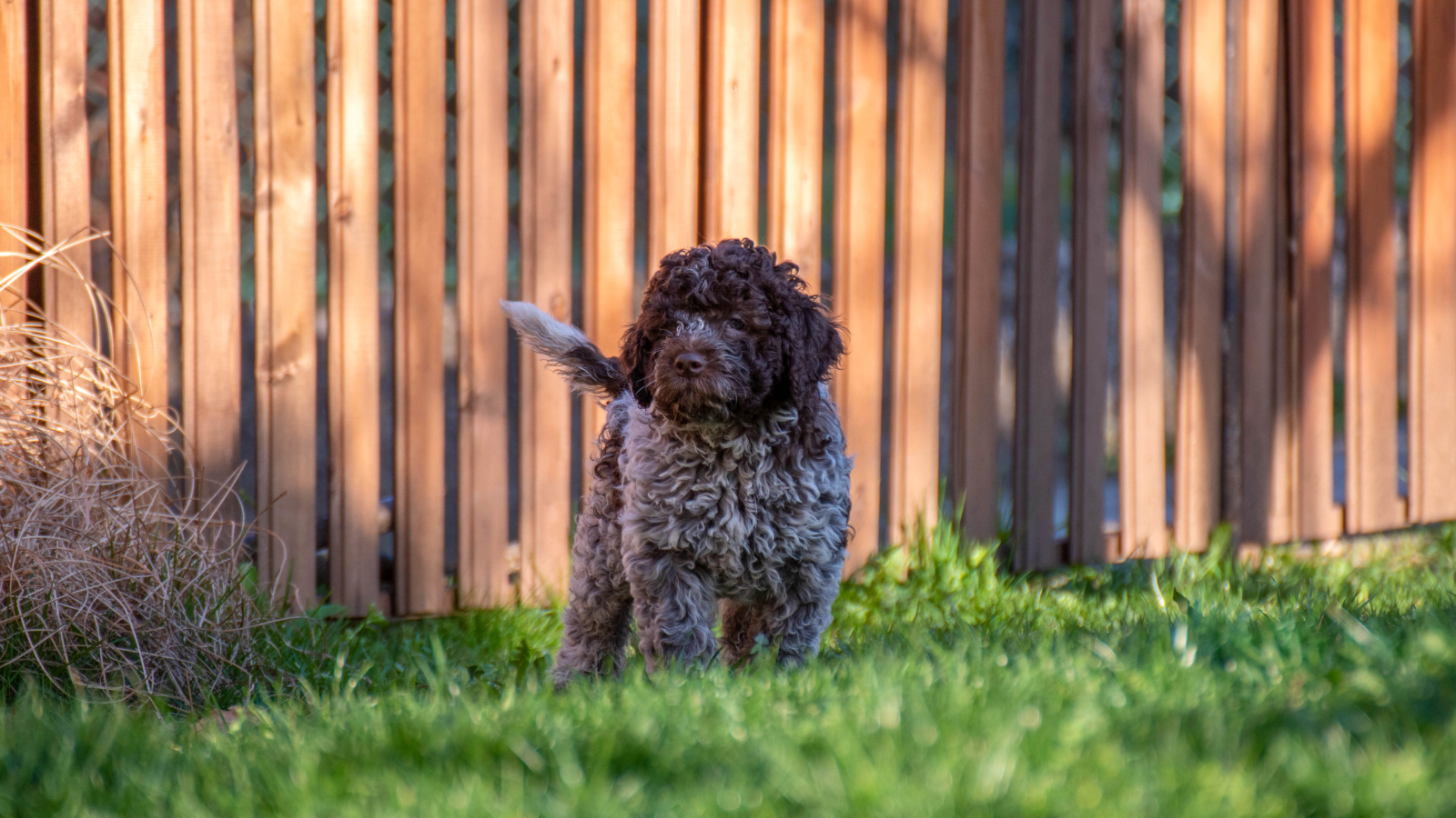 Lagotto Romagnolo met bruine krullen in het veld