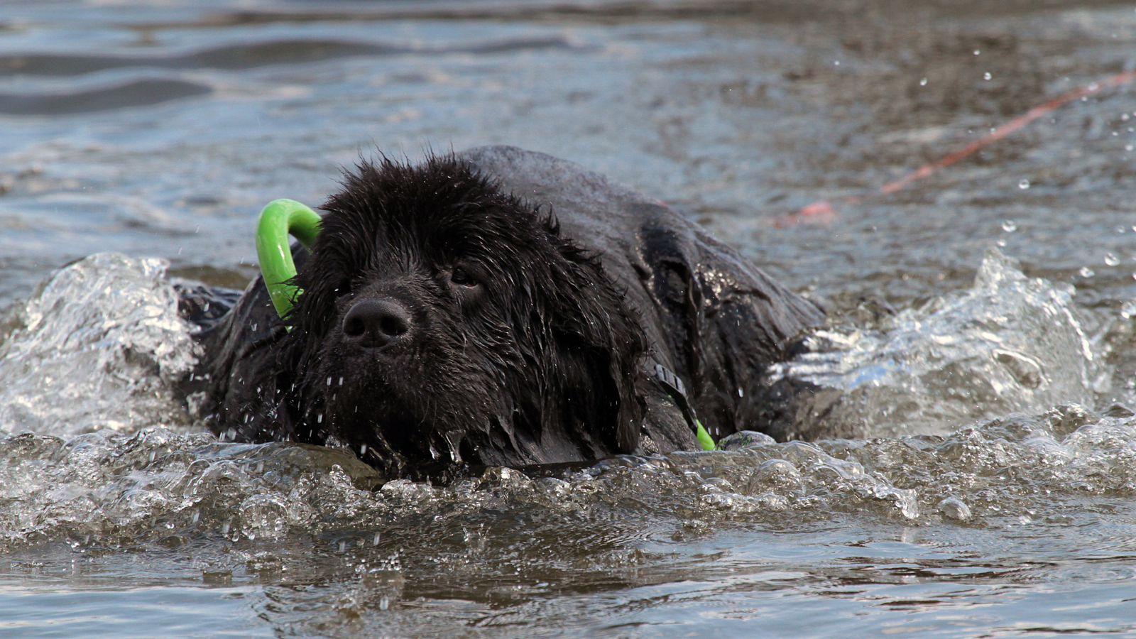 Newfoundland grote zachte gezinshond bij het water