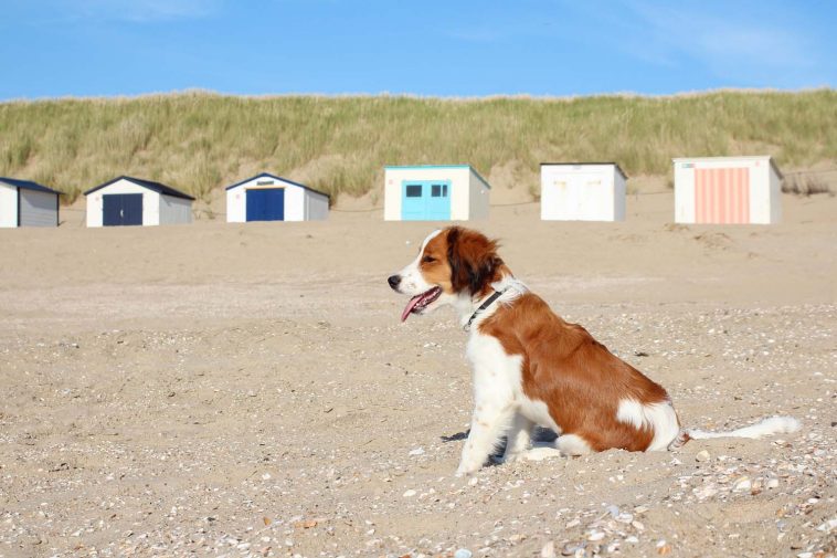 Op Welk Strand Mogen Honden