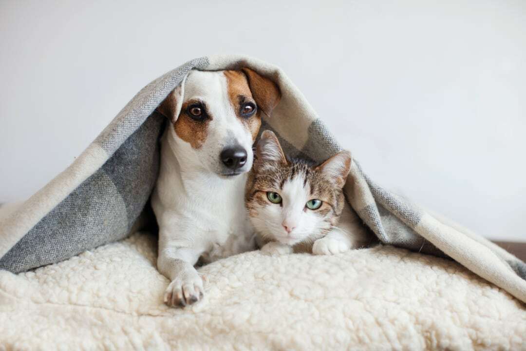 8 tips om en katten samen te laten leven - Petbnb Blog