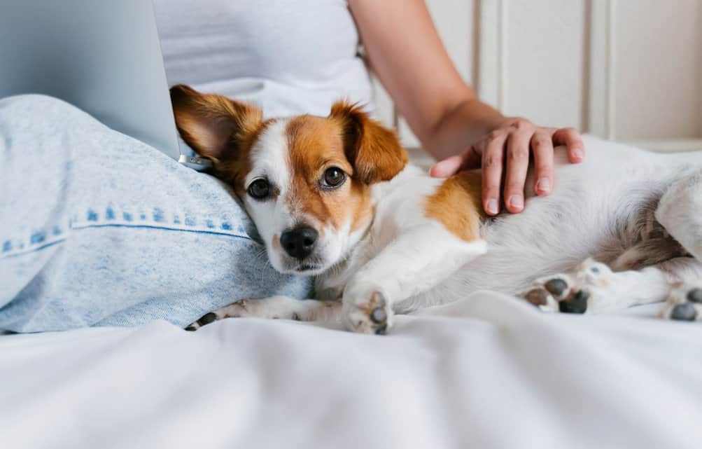 Why do dogs like to be petted? - Dog.com