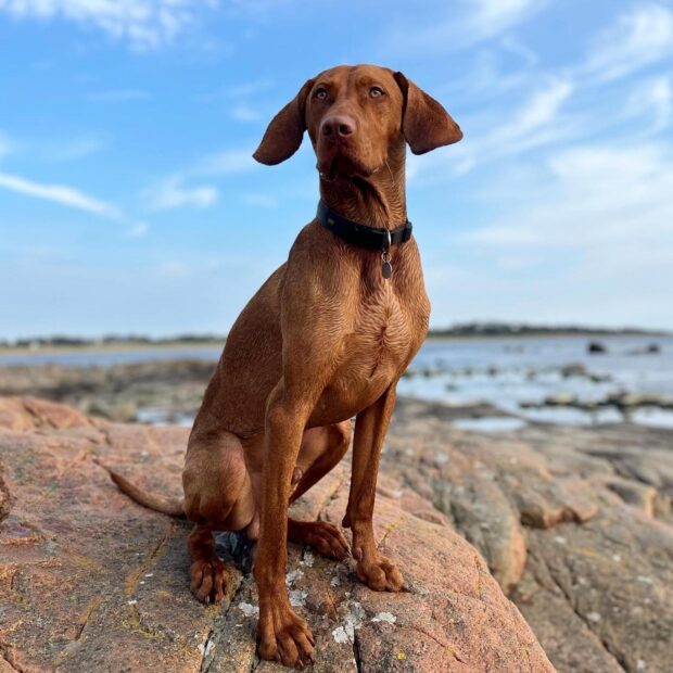 Gijs uit de Petbnb community