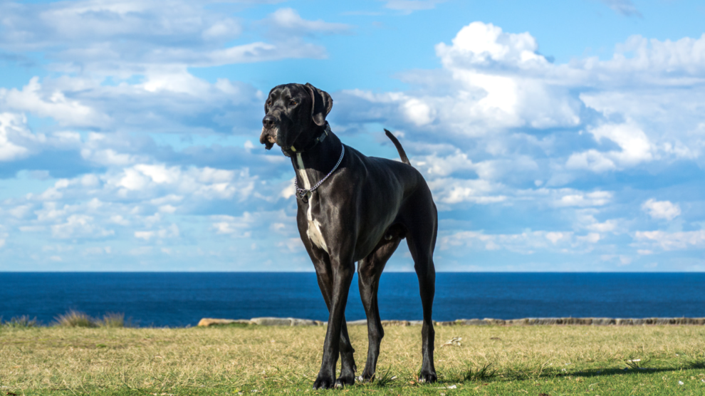 A majestic Great Dane stands proudly in a lush green pasture, a perfect example of one of the largest dog breeds in the world.