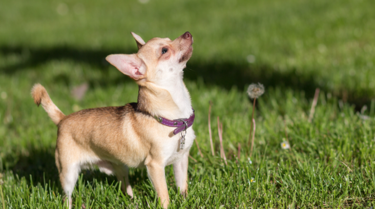 Een schattige chihuahua met grote, nieuwsgierige ogen en rechtopstaande oren, staand op een grasveld. Dit hondje, bekend als het kleinste hondenras ter wereld, straalt zelfvertrouwen en charme uit.