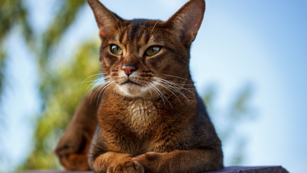 A curious Abyssinian cat lies relaxed outside with an alert gaze.