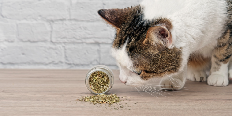 Een witte kat met grijze oren snuffelt nieuwsgierig aan een potje kattenkruid, met een ontspannen en speelse uitstraling.