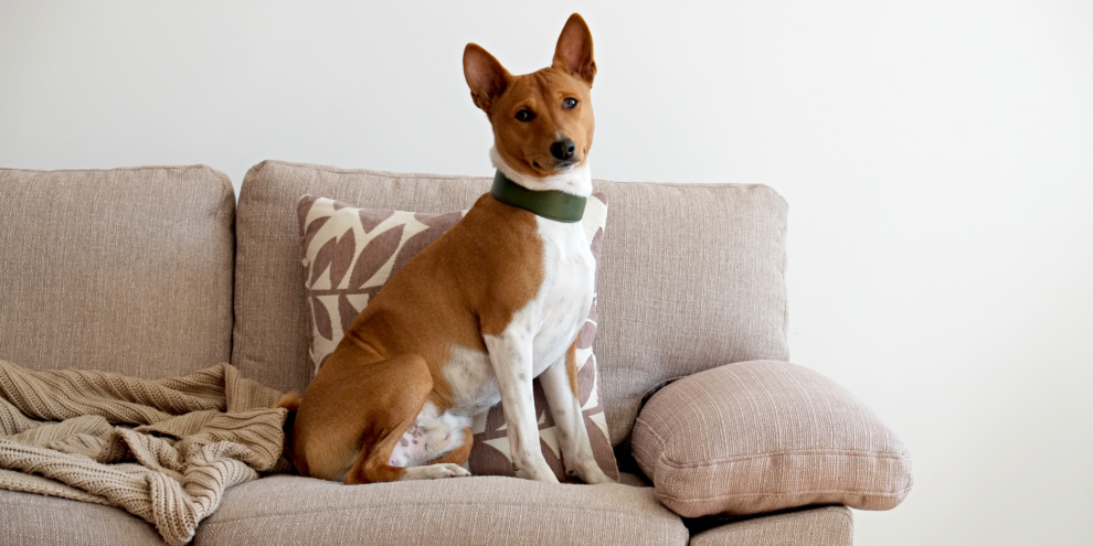 A Basenji dog on the couch in an apartment