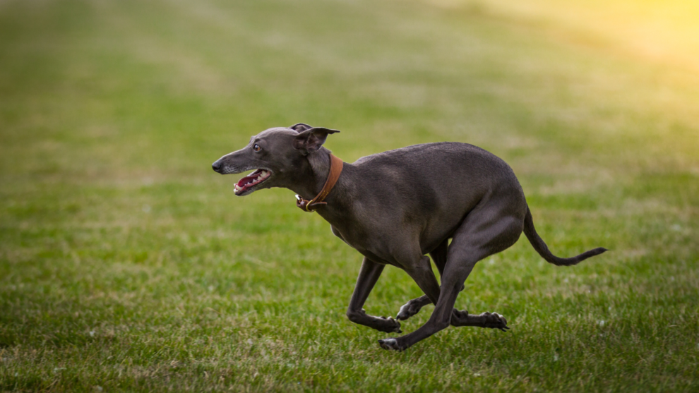 Greyhound rent over gras