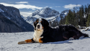Berner Sennenhond in winter nature