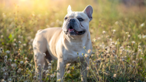Franse Bulldog in nature