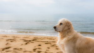 Golden Retriever at sea