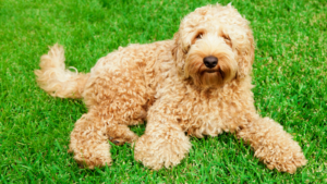 Labradoodle in nature