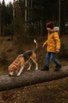 Kind in gele jas en rode muts loopt met een beagle over een omgevallen boomstam in een bos tijdens een herfstdag