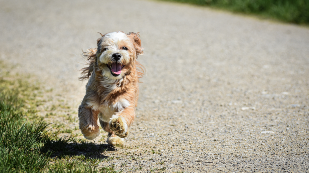 Dog runs enthusiastically toward camera during clicker training with his owner