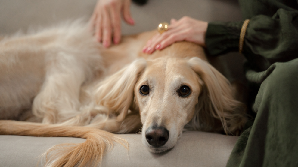 Angstige hond zit dicht bij zijn baasje op de bank en voelt zich veilig en rustig