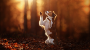 Dog in an autumn forest reaches for sunlight